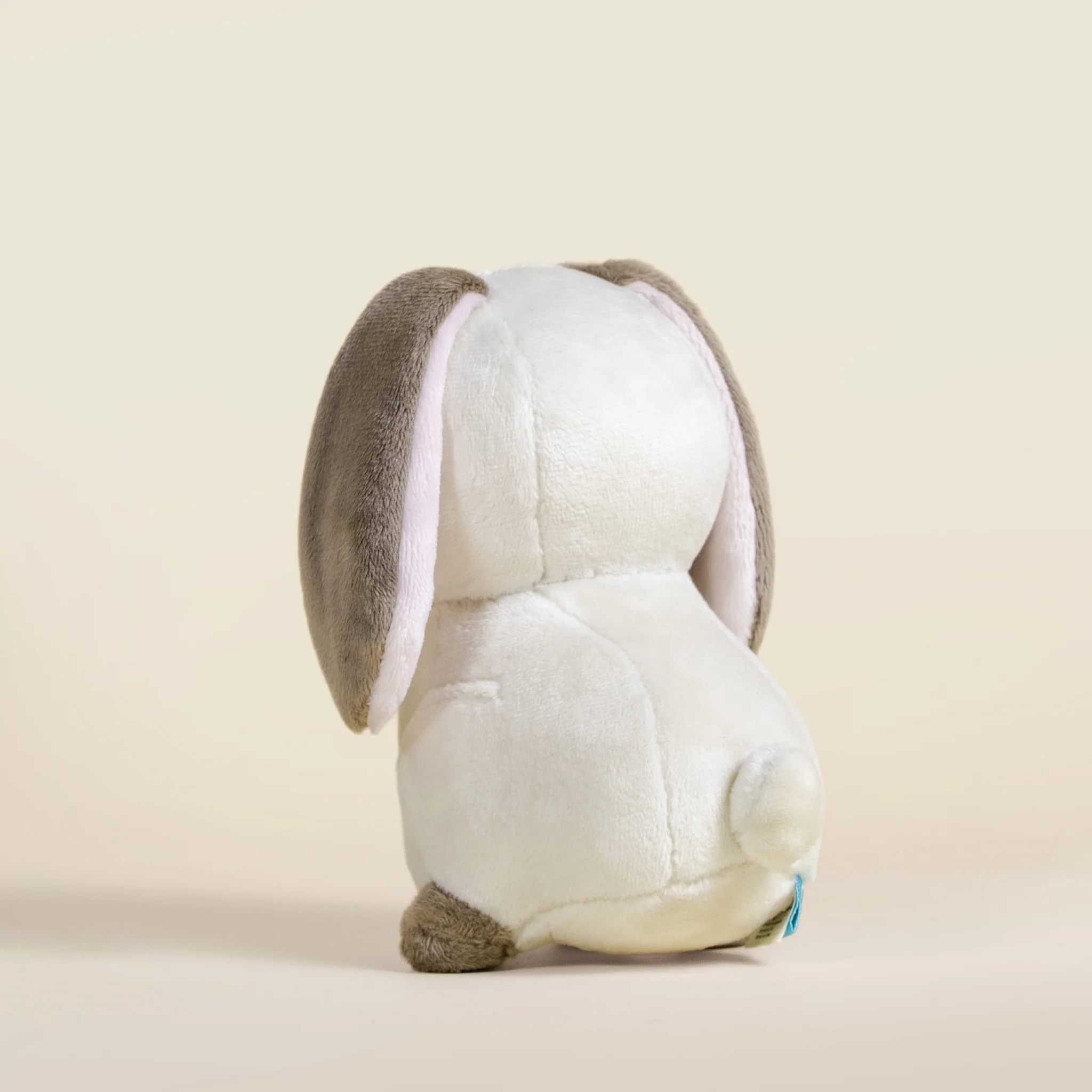 Mini Lop Bunni the Lop Rabbit - Image 8